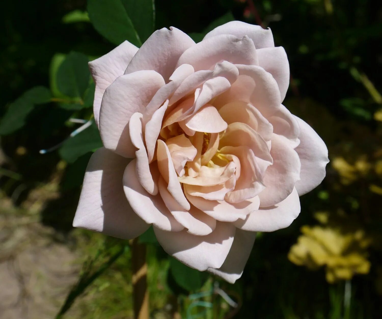 роза мисаки. роза порселейн д ориент. роза габриэль японской селекции. японские розы энциклопедия роз. каоликазали (kaolikazali).