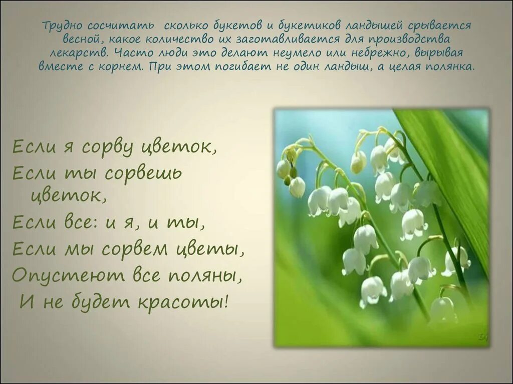 Я подарю вам ландыши от души текст. Стишки о ландыше. Красивое описание ландыша.