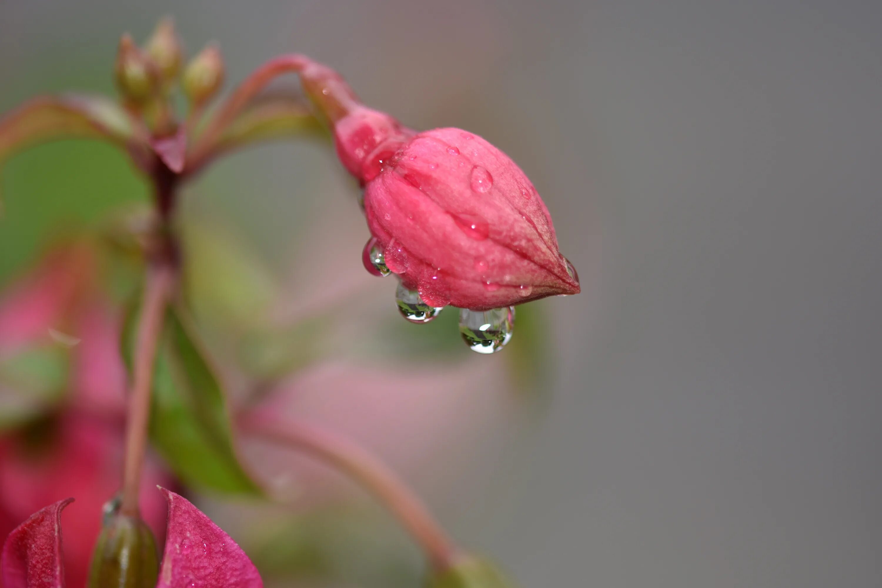 Фаза розовый бутон. Весенний бутон. Цветы синоптики. Цветы под дождем.