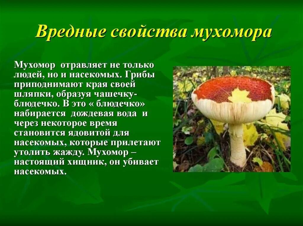 Съедобен ли человек