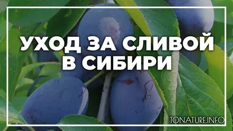 Чем удобрить сливу осенью
