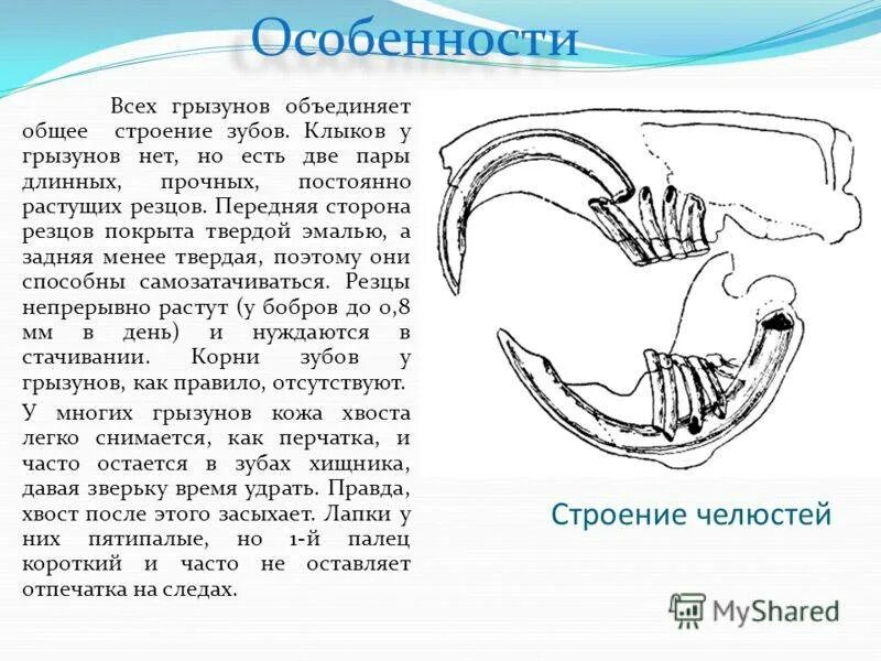 Особенности зубной системы грызунов. Строение челюсти зайцеобразных. Строение челюсти и зубов у грызунов. Строение зубной системы грызунов.