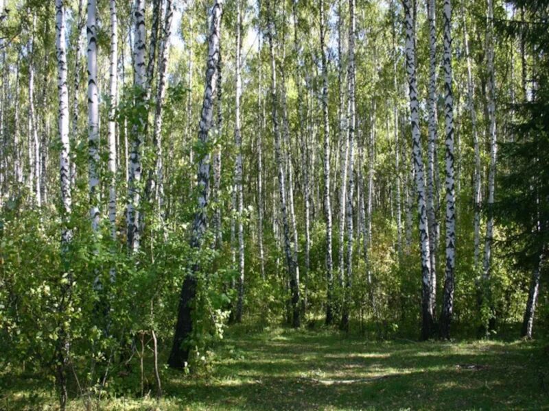 Хвойно мелколиственные леса. Береза мелколиственная. Мелколиственные леса России. Мелколиственный лес.