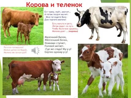 Сколько есть теленок