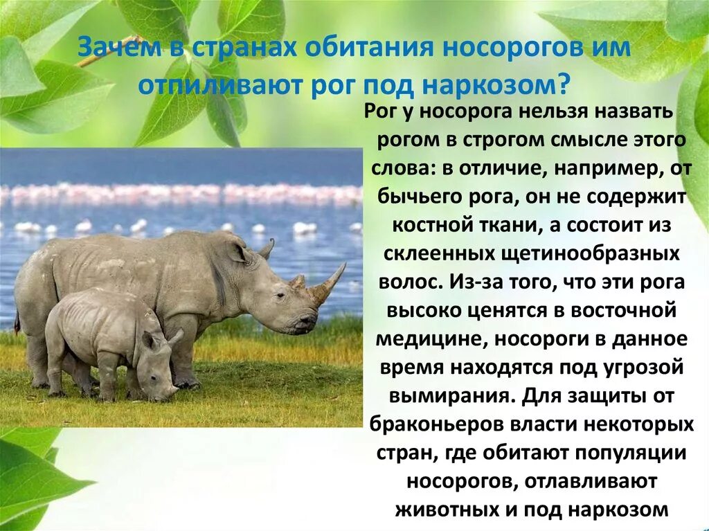 Где живут носороги. Носорог место обитания. Ареал Носорогов. Среда обитания белого носорога.