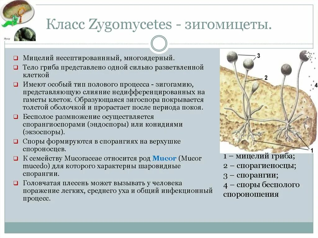 Строение плесневого мукора. Строение мицелия зигомицетов. Клеточная стенка зигомицетов. Мукор мицелий. Представитель гриба в отделе Зигомикота.