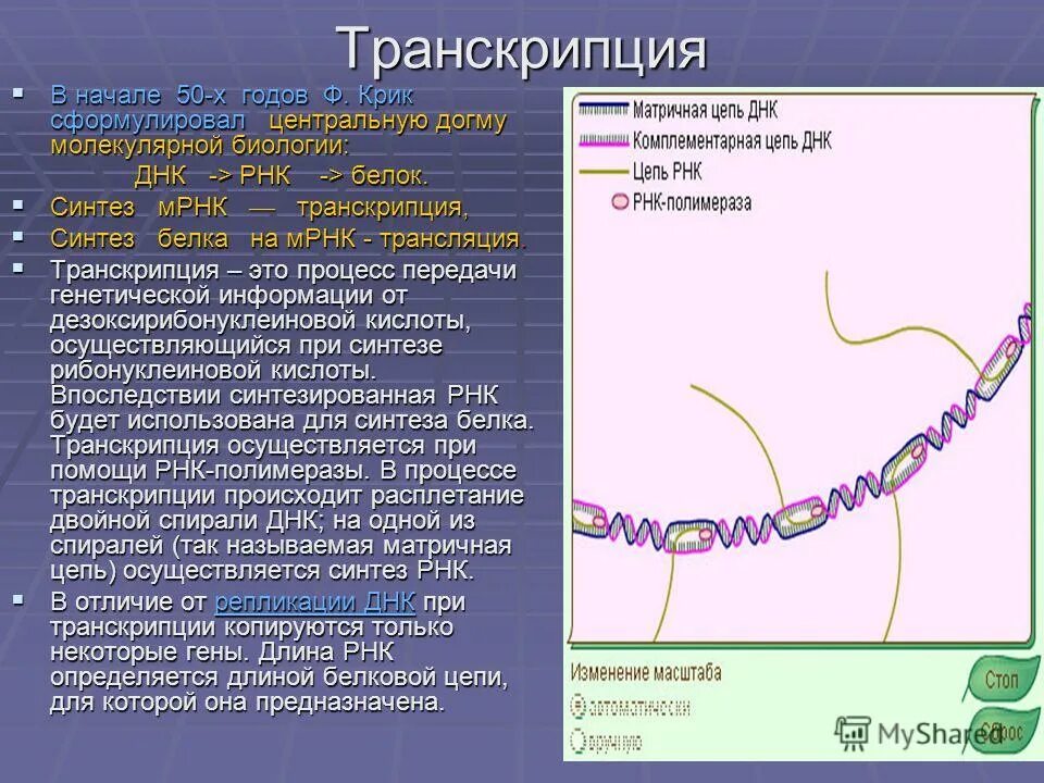 Является матрицей для синтеза белка рнк