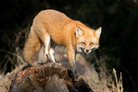 Fox турция