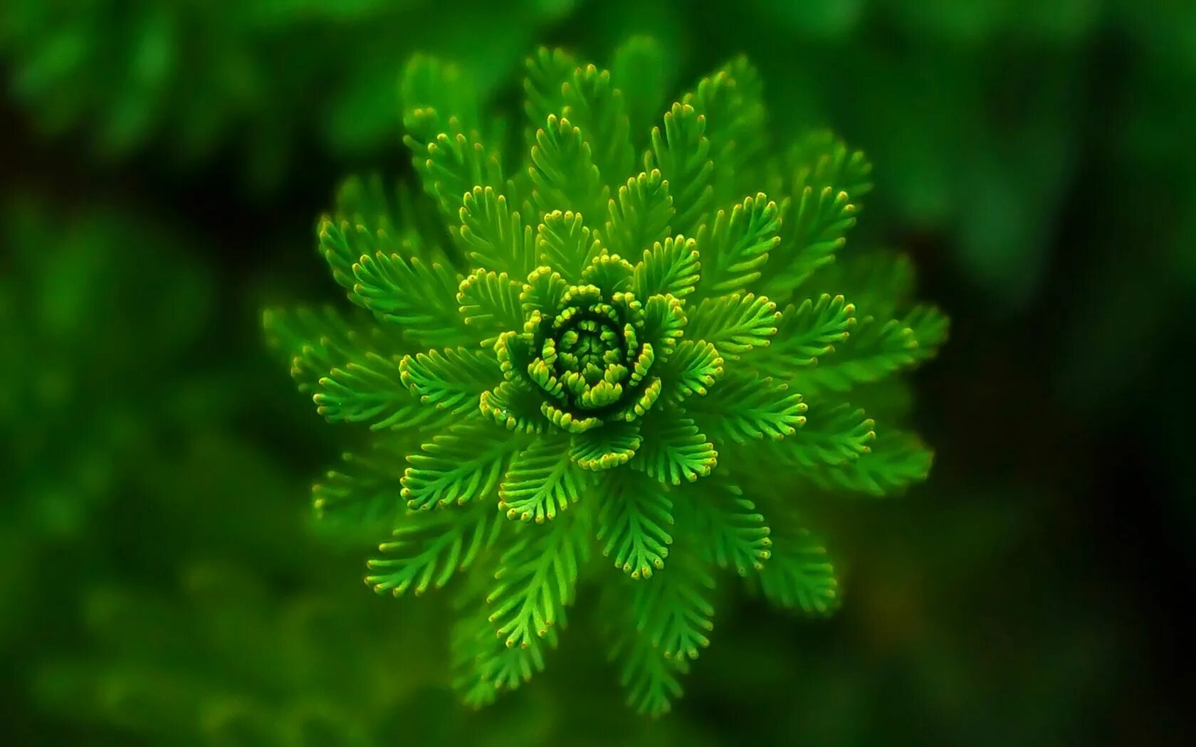 nice iphone retina wallpaper-208 wallpapers en 2019 Vert, Nuances de vert et Tab
