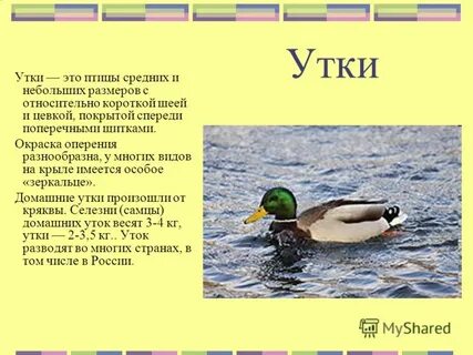 Утиный как пишется