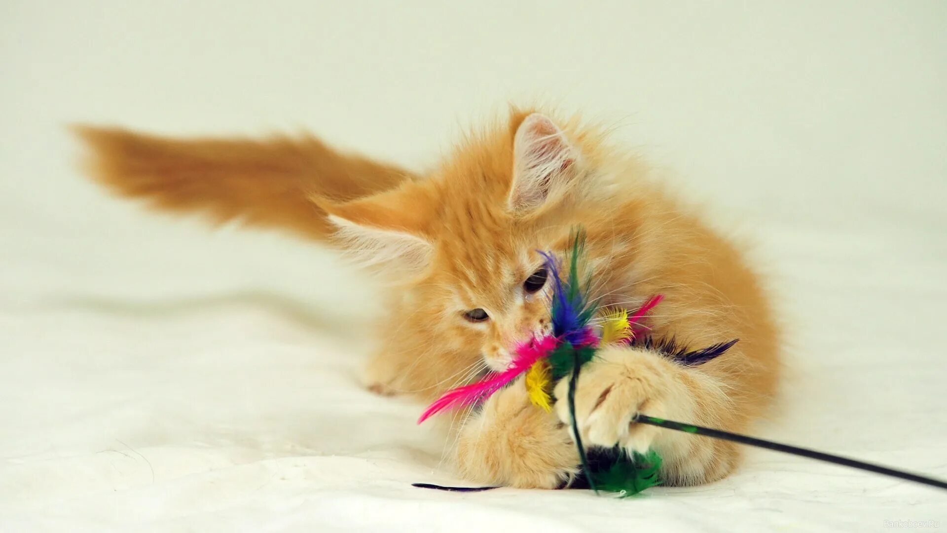 суровый котик бубу игрули. игра кот гарфилд 2. игровая рыжий кот. котята играются. игрушка «котенок».