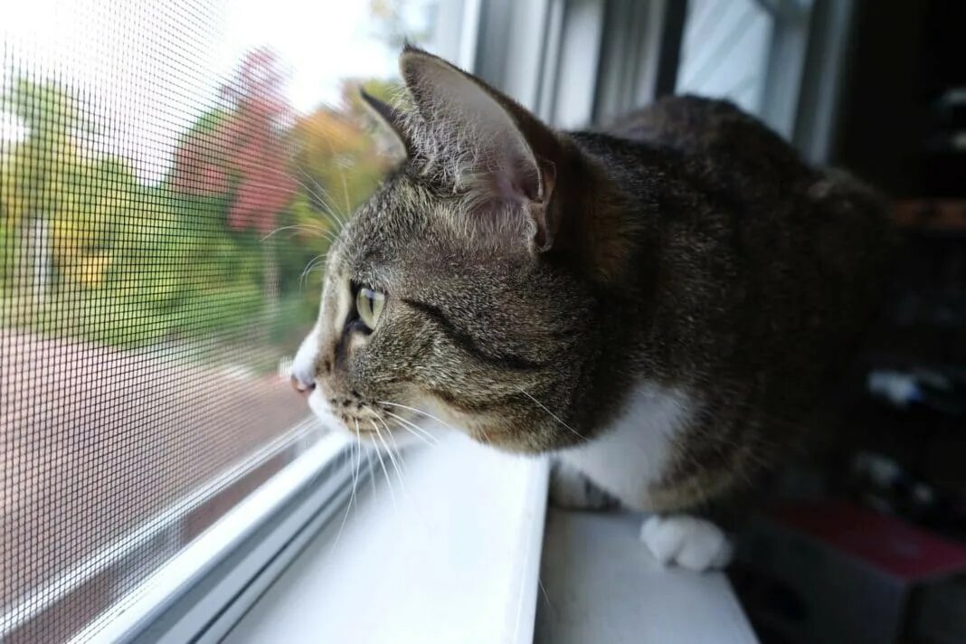 Москитка антикошка. Москитная кошка антикошка. Сетки на окна антикошка москва. Сетки на окна антикошка москва. Сетка антикошка на пластиковые.