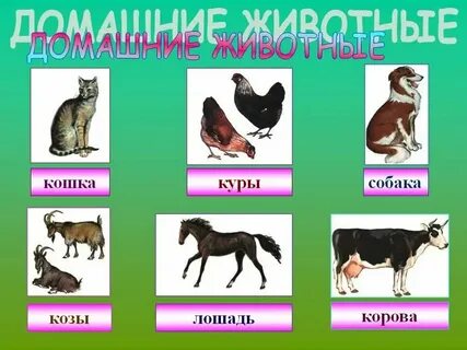 Презентация про животных 4 класс