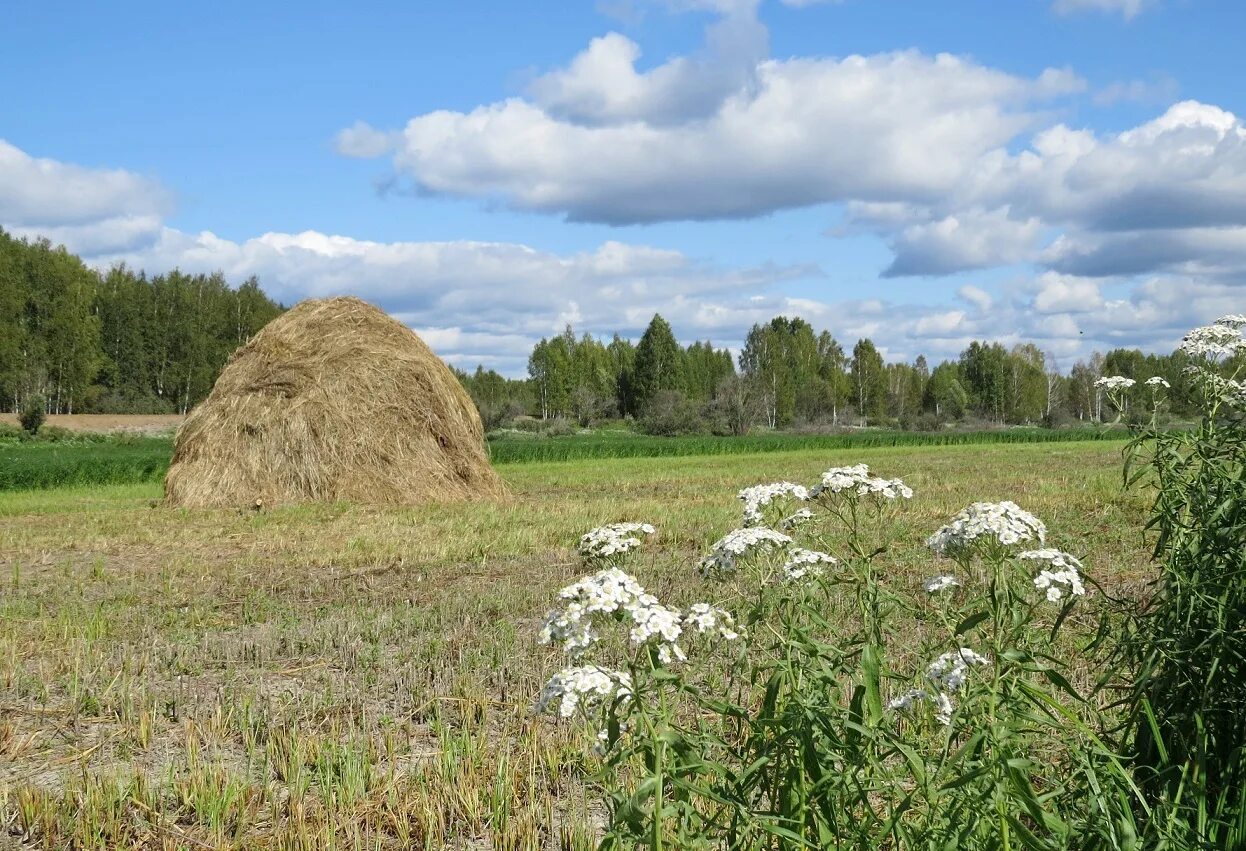 Сено кемеровская область. Шишкин стога сена. Стога Преображенское Шишкин. Шишкин стога сена Преображенское. Калязин. Скирда. Стог..