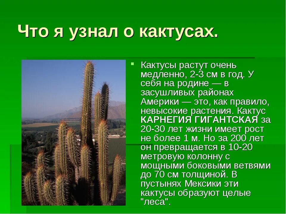 Сообщение о кактусе 2 класс окружающий мир. Кактус родина растения мексики. доклад о кактусе 3 класс. кактус родина растения 2 класс. кактус доклад 1 класс.