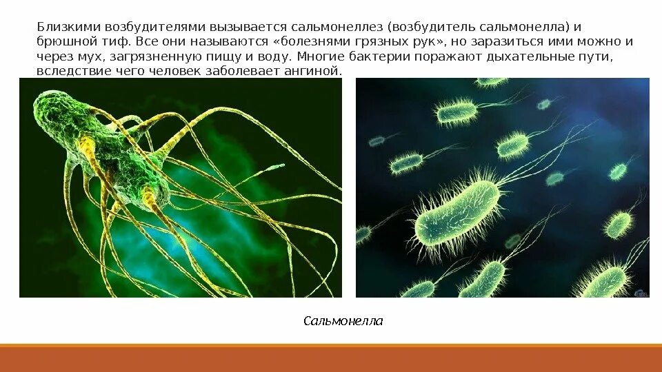 Какие бактерии вызывают тиф. Возбудитель брюшного тифа. паразитические грибы и бактерии. сальмонелла это паразитическим бактериям. сальмонеллез возбудитель.