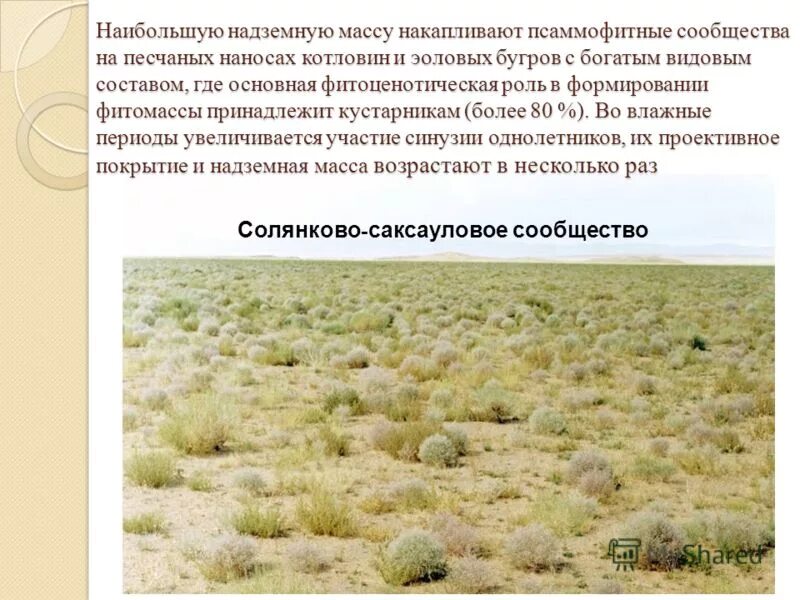 китайские ученые изучали влияние видового состава пустынной. зональность географической оболочки. таблица по биологии 6 класс многообразие жизненных форм растений. первичная экологическая сукцессия. биологическая продуктивность экосистем.