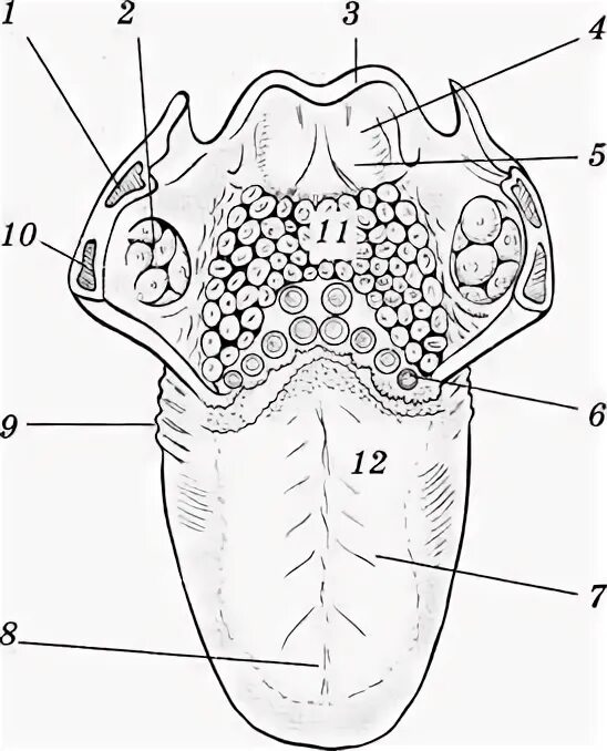Вкусовой анализатор 8 класс биология. Строение вкусового анализатора схема. Строение вкусового анализатора ЕГЭ. Строение вкусового анализатора рисунок.