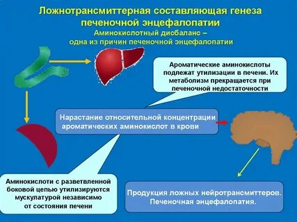 Печеночная энцефалопатия печени