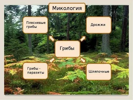 Микология систематика