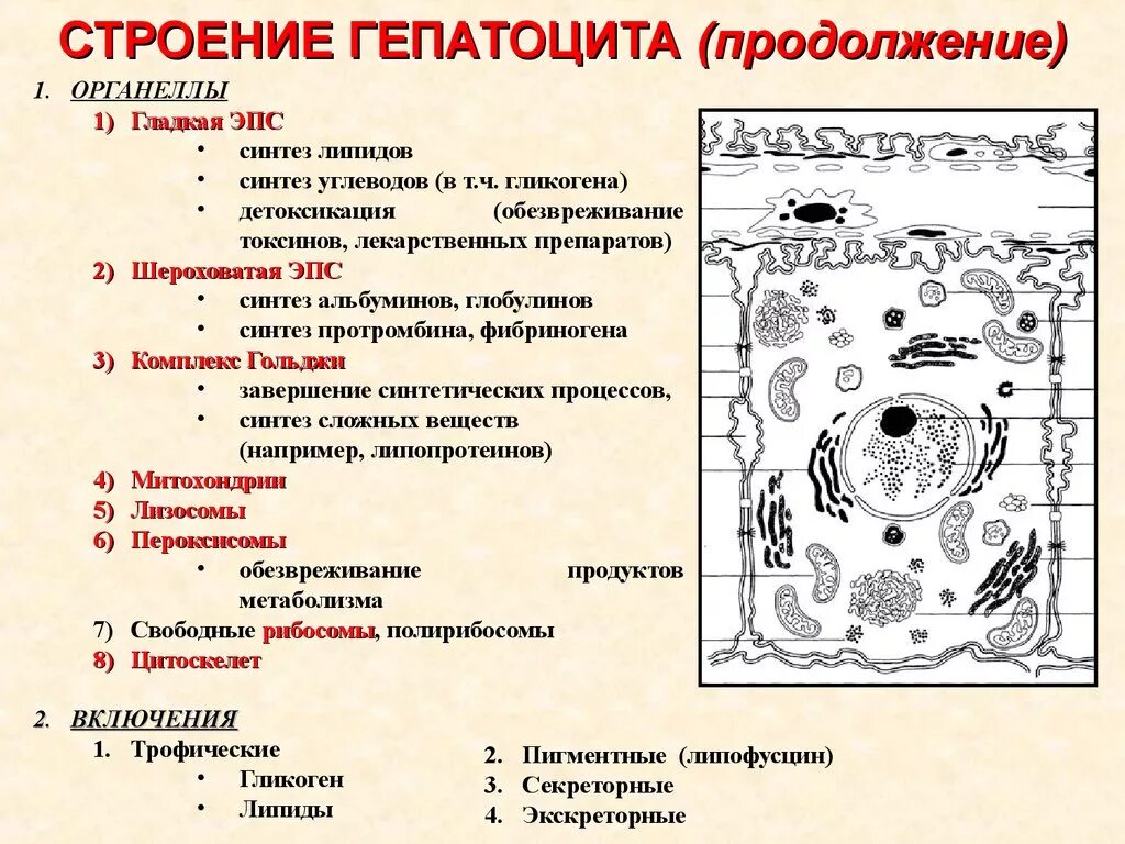 Какие клетки в печени. Строение гепатоцита органеллы. Функции гепатоцитов гистология. Клетки печени функции. Функции гепатоцитов печени гистология.