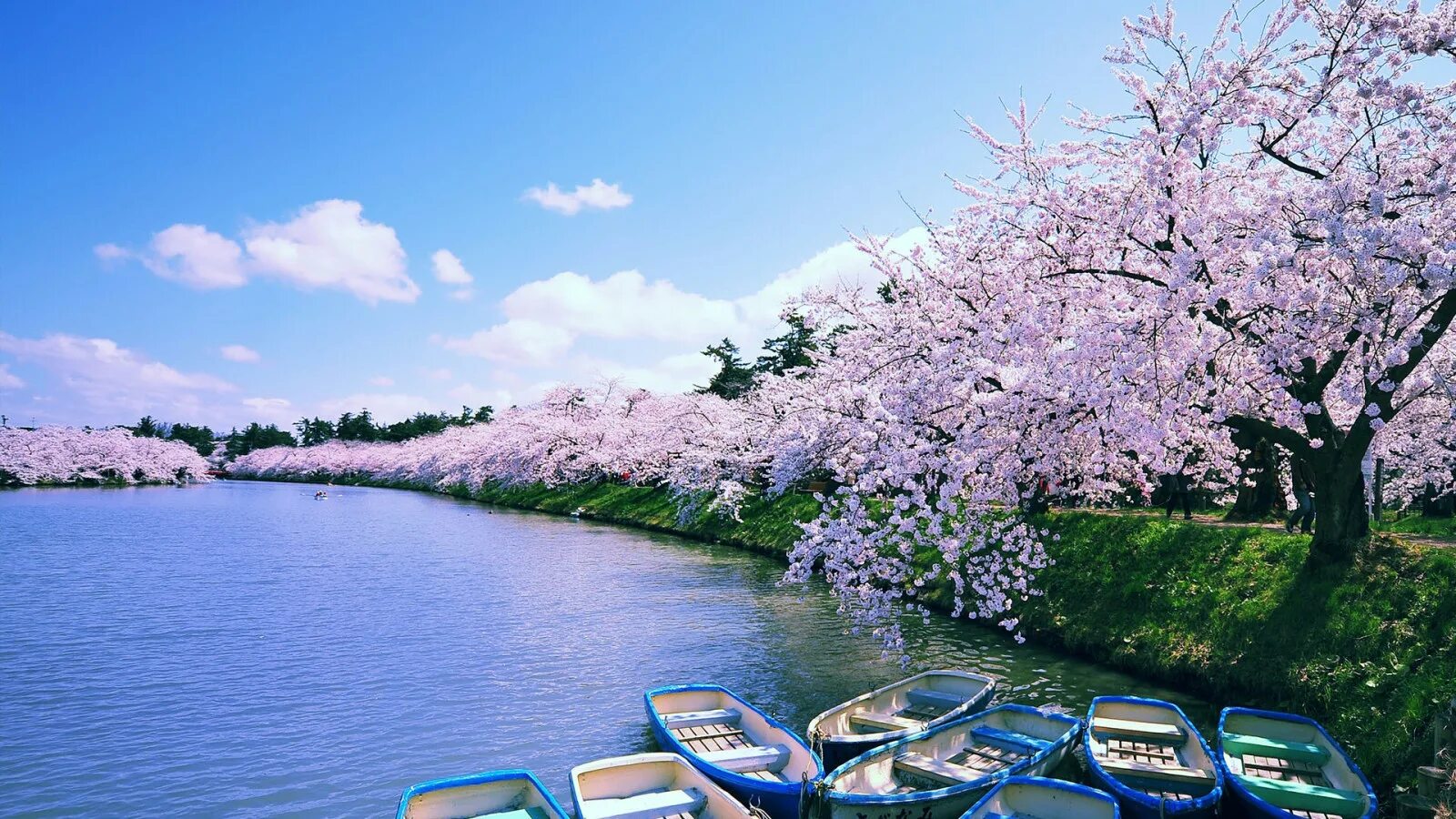 Сакура вода