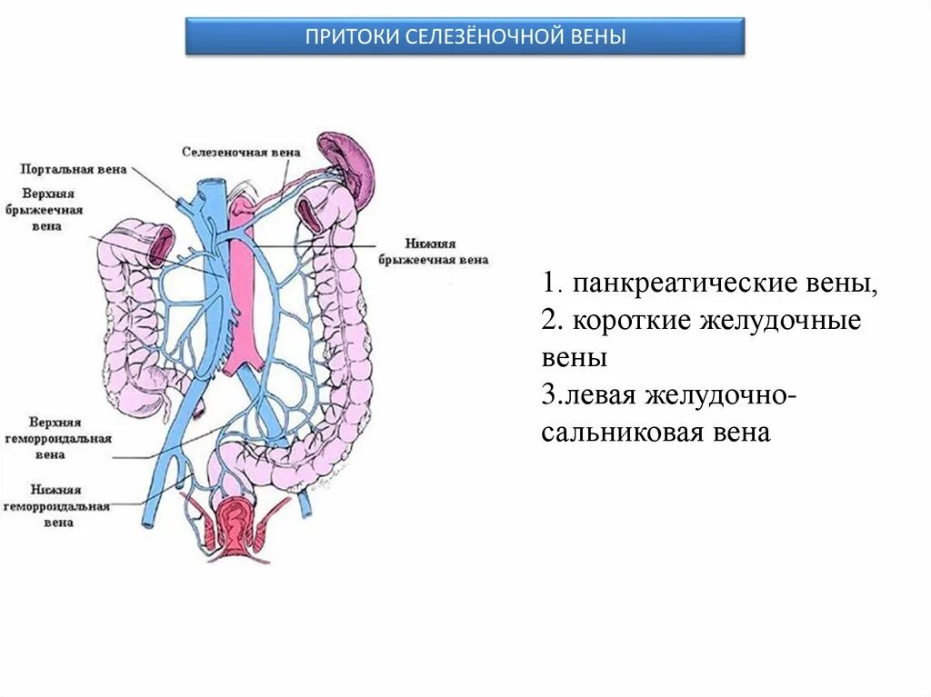 Левая желудочно-сальниковая Вена. Венозный отток желудка схема. Венозоотток желудка схема. Кровоснабжение желудка венозный отток. Правая желудочная вена