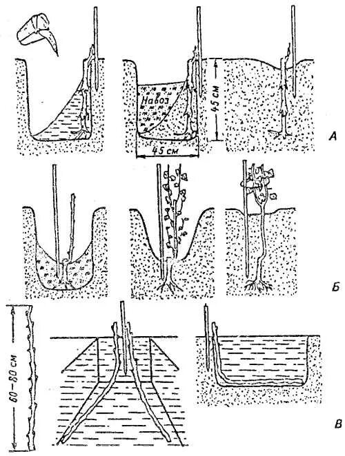 Как сажать черенки винограда весной. Посадка Чубуков винограда весной в открытый грунт. Посадка Чубуков винограда вес. Схема посадки черенков винограда. Посадка Чубуков винограда весной.