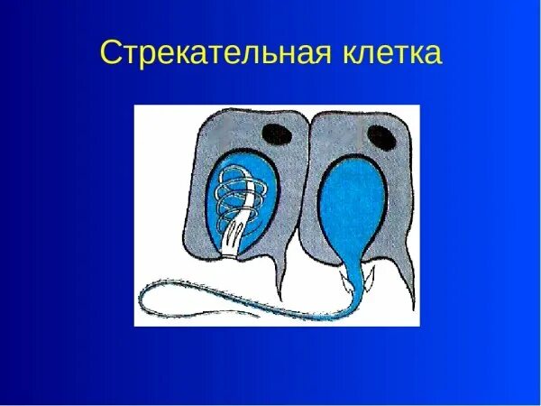 Стрекательные клетки находятся у гидры в. Стрекательные клетки гидры. Строение стрекательной клетки гидры. Стрекательные клетки функции. Стрекательная клетка гидры рисунок.