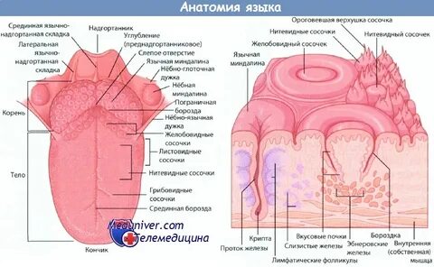 Что значит если болит язык