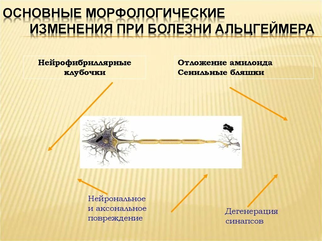 Морфологические изменения болезни. Изменения при болезни Альцгеймера. Морфологические изменения при альцгеймере. Сенильные бляшки при болезни Альцгеймера. Морфологические изменения при болезни Альцгеймера происходят в.