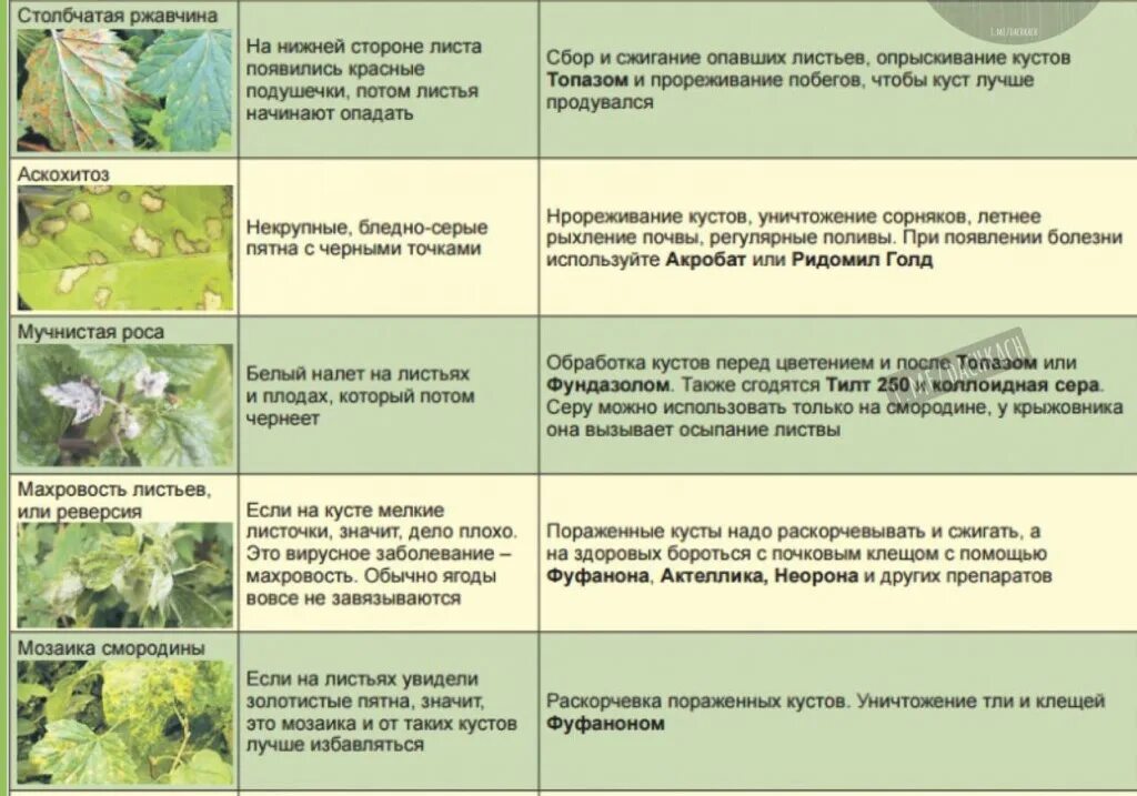 Лечение деревьев и кустарников. Схема опрыскивания смородины. схема защиты сада от болезней и вредителей. схемы защиты растений от вредителей и болезней. болезни и вредители деревьев и кустарников.