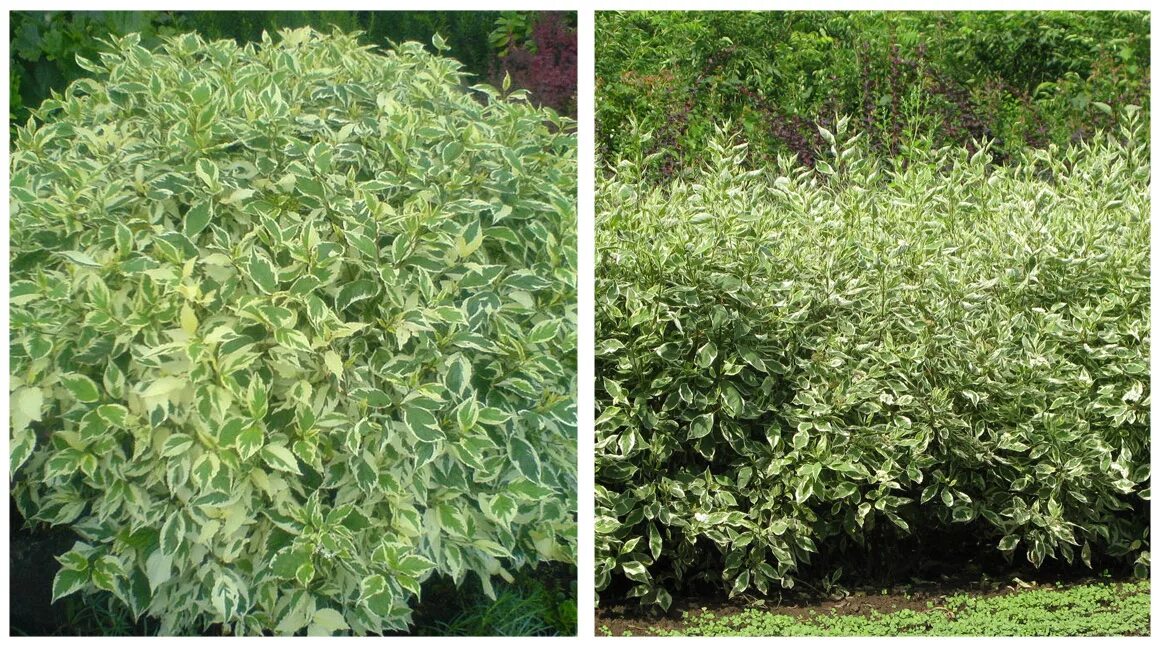 Дерен ширина. Дерен сибирика. Дерен белый cornus alba “aurea”. Дерен сибирика. Дерен белый 'sibirica'.