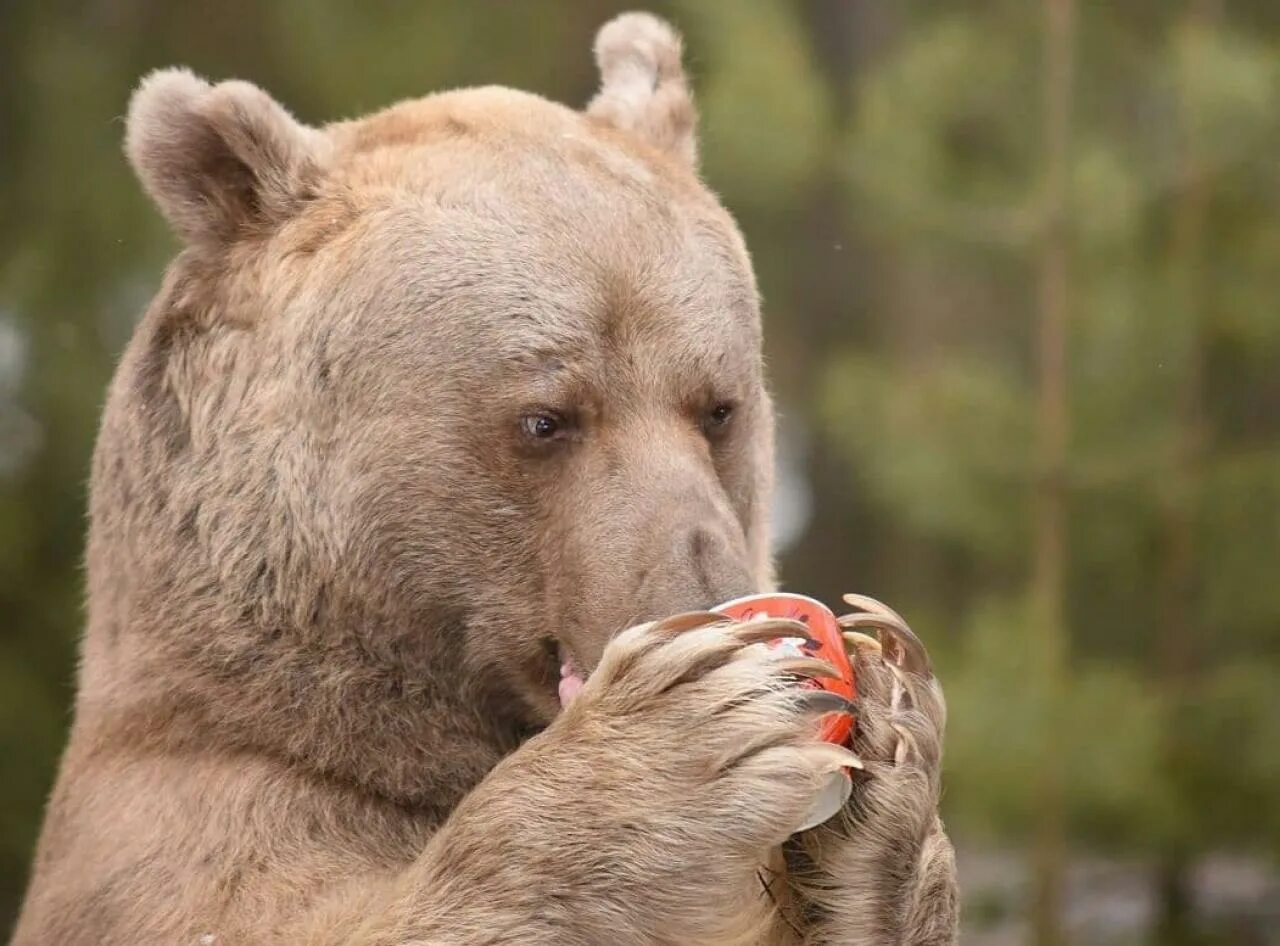 Домашний медведь степан. Медведь степан фотосессия. Медведь степа. Медведь степан фотосессия. Медведь степа.