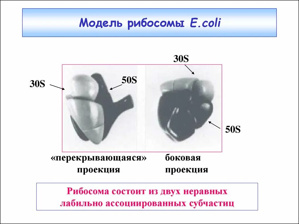 Два центра в рибосоме
