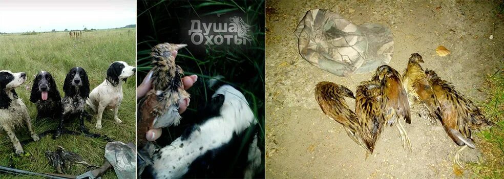 лайки урала выставка. лайка охотничья. новозеландский сеттер. душа охоты. душа охоты.