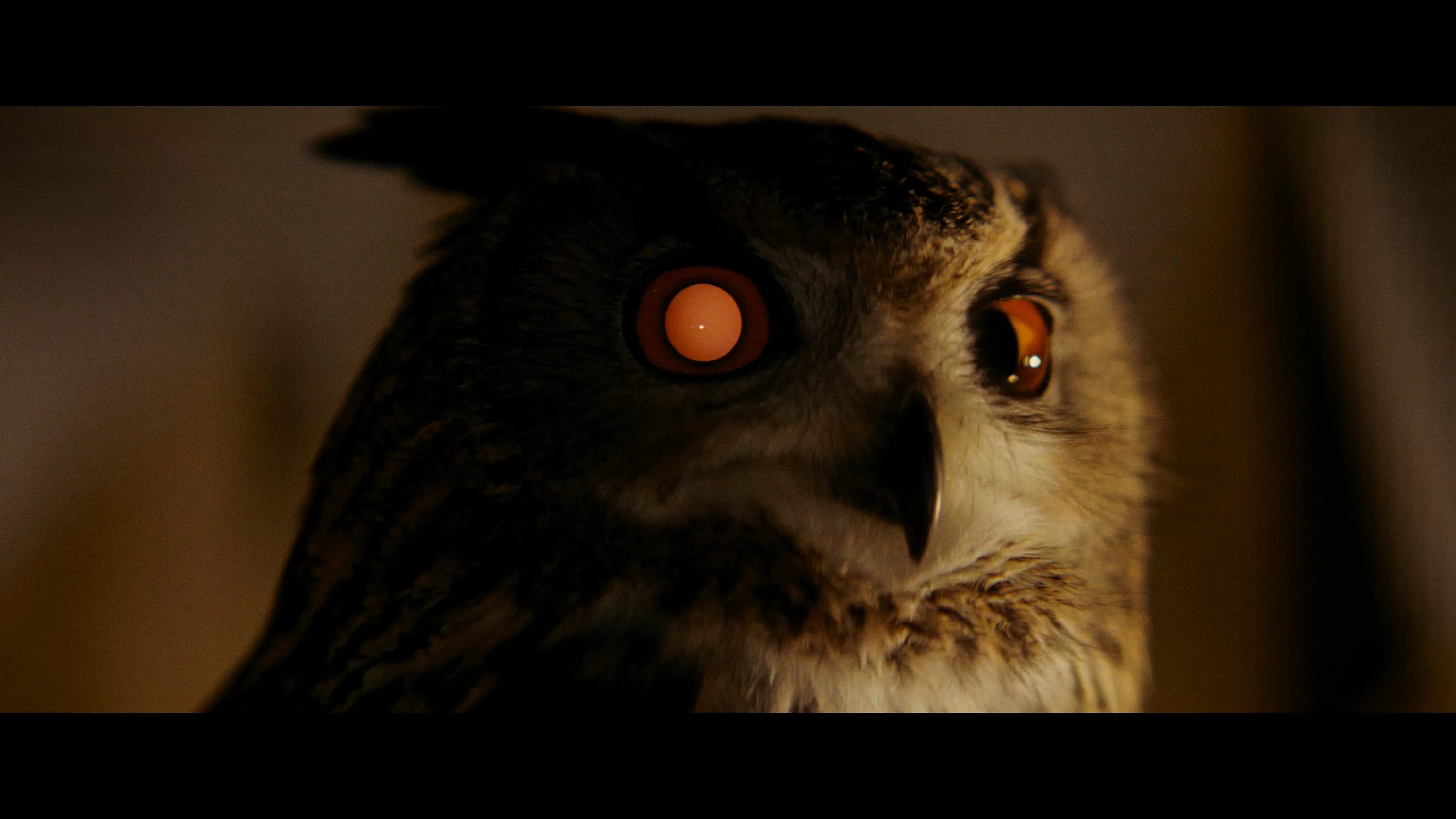 Owl Blade Runner. Сова в темноте. Глаза Совы в темноте. Филин в темноте.