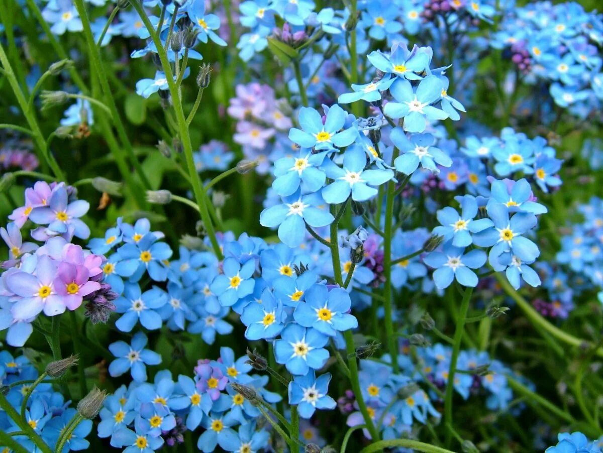 Миосотис Незабудка. Незабудка Чекановского. Незабудка Полевая (Myosotis arvensis). Незабудка Болотная голубая. Незабудка отдых