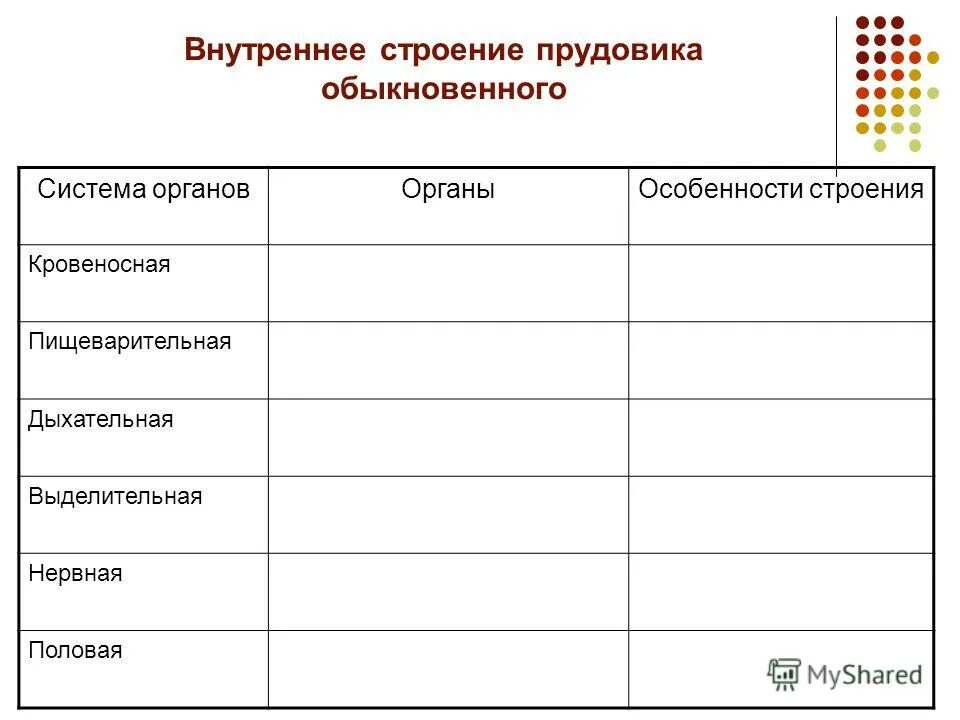внутреннее строение моллюсков таблица биология 7. внутреннее строение моллюсков таблица биология 7. сравнительная характеристика классов моллюсков. внутреннее строение моллюсков 7 класс таблица. таблица система органов брюхоногие двустворчатые головоногие.