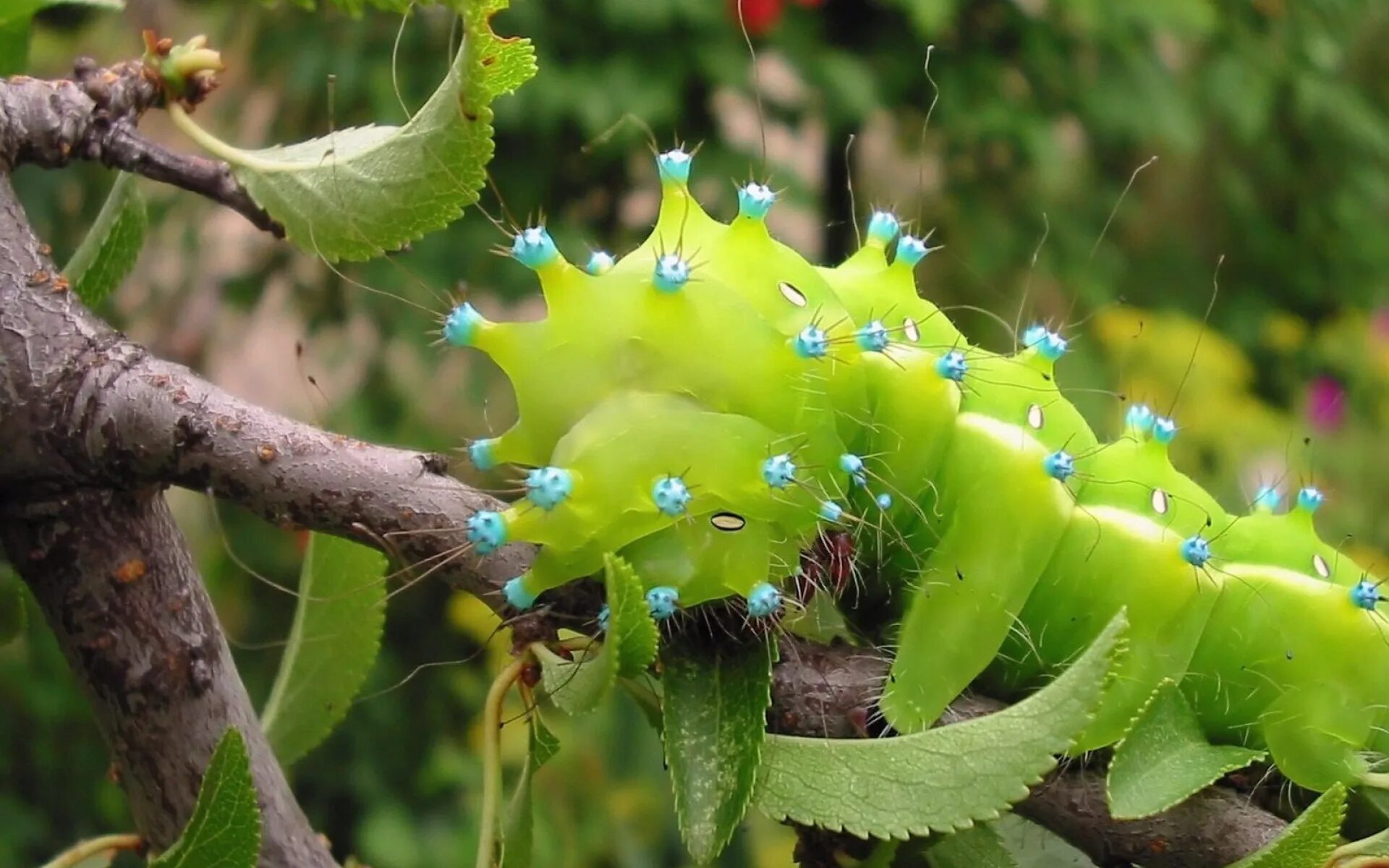 Гусеница природа. Седлистая гусеница. гусеница вилохвоста. phyllodes imperialis гусеница. гусеница палочник.