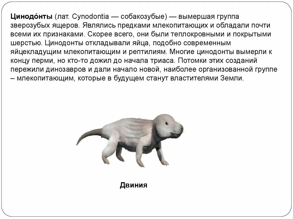 Цинодонты цинодонты. Предок всех млекопитающих. Предки млекопитающих зверозубые ящеры. Предками млекопитающих являются.