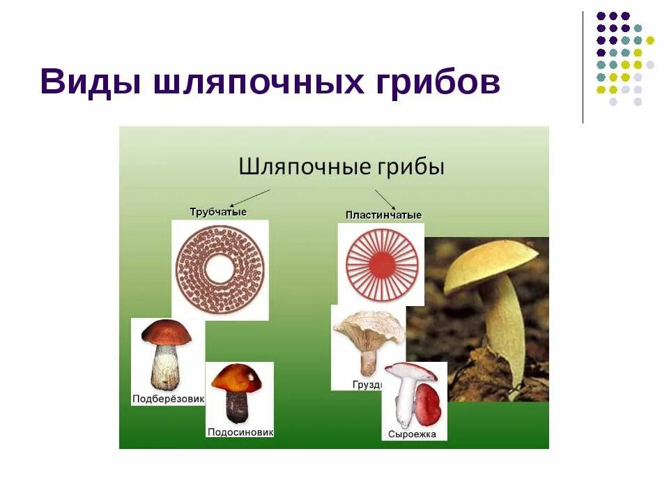 Шляпочными грибами являются. Шляпочные грибы трубчатые и пластинчатые. Шляпочные трубчатые. Трубчатые и пластинчатые грибы 5 класс биология. Шляпочные грибы 5 класс биология пластинчатые.