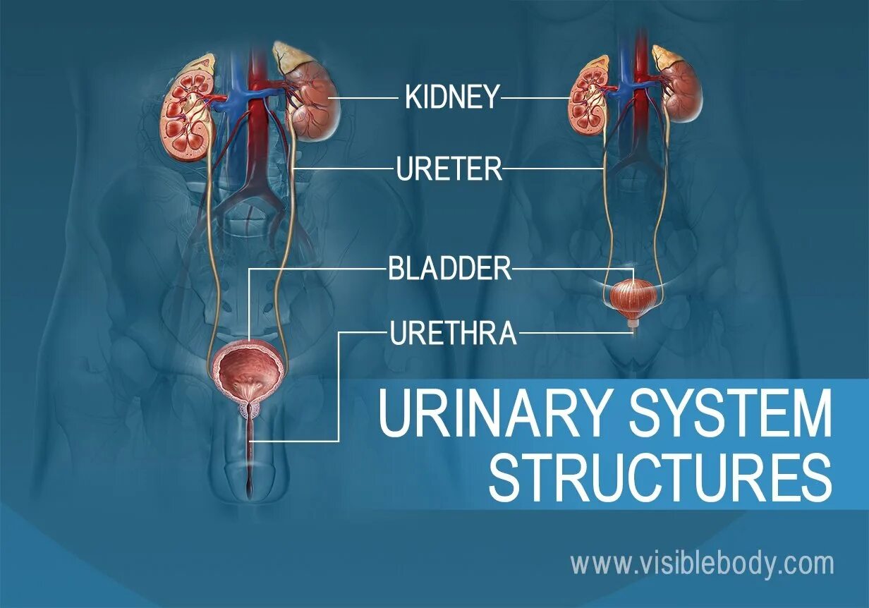 Застудил мочевой пузырь у мужчин. Urinary System. Мочевыделительная система человека. Мочеполовая система человека. Выделительная система человека.