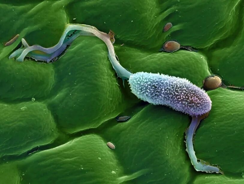 Микроорганизмы растений. Фитофтороз бактерия. pseudomonas syringae. паразитические микроорганизмы. бактерии растений.
