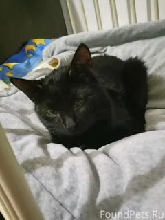 Кот начинает