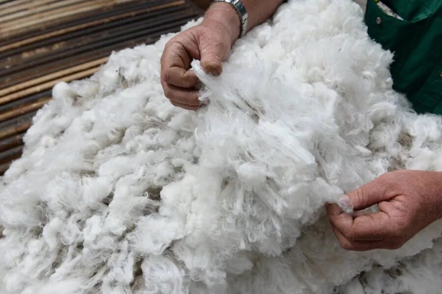 Сайт wool lamb