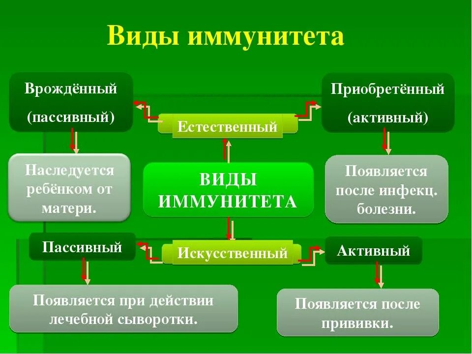 Активный естественно приобретенный иммунитет. Виды иммунитета. Формирование приобретенного иммунитета. Типы иммунной системы. Виды иммунитета у человека.