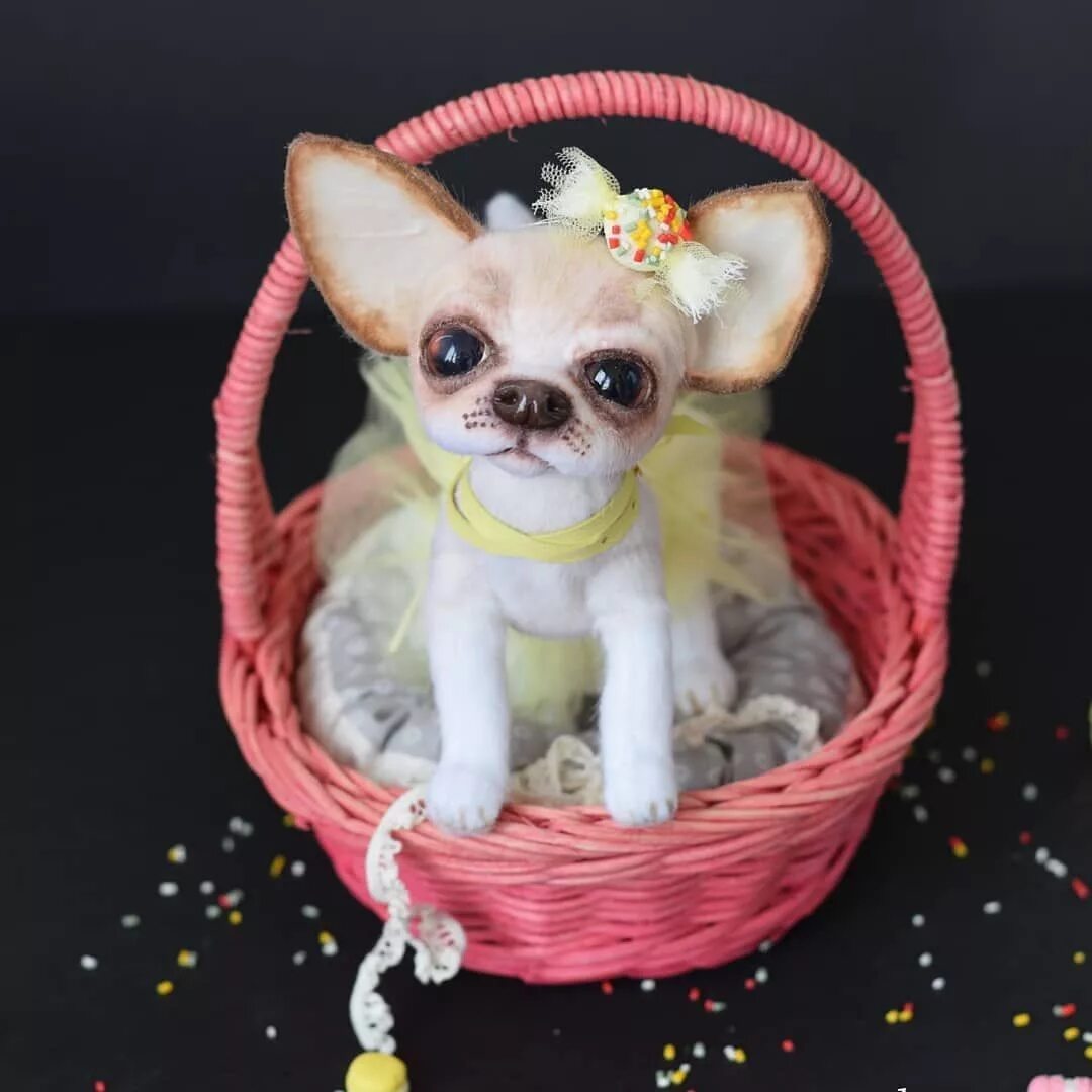 Чихуахуа беби фейс. Чихуахуа мини. Чихуахуа кобби и дир. Порода собак чихуахуа мини. Чихуа чихуахуа мини.