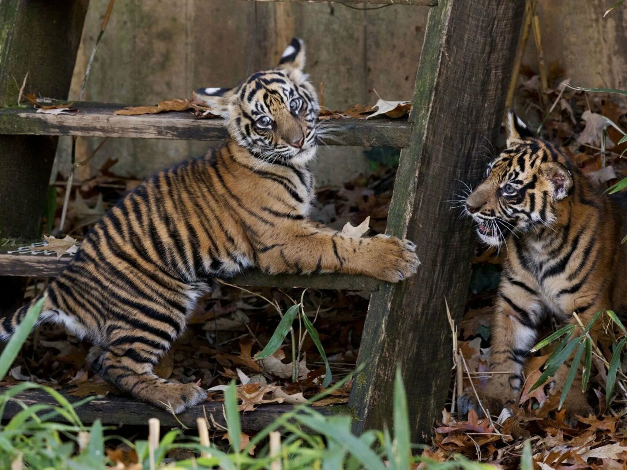 Рысь и тигр. Суматранский тигр. Суматранский тигр детеныш. Играющие тигрята. Молодой тигр.