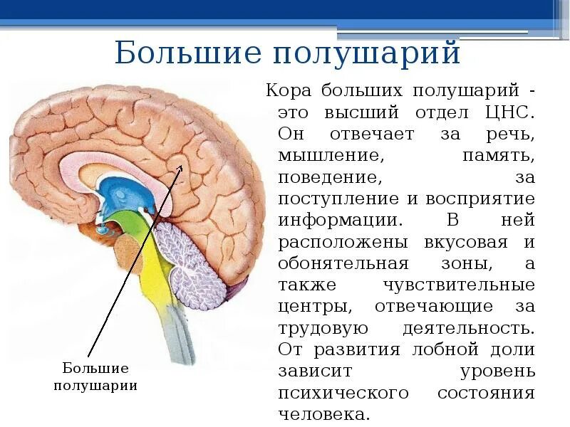 Схема мозга. Большие полушария. Функции промежуточного мозга. Большие полушария головного мозга функции и строение